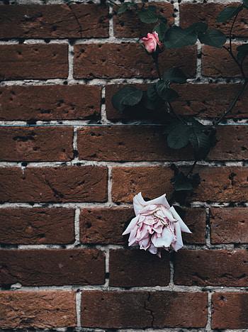 Flowers, Rose Flower, Rose, Bud, Dry, Brick Wall HD phone wallpaper