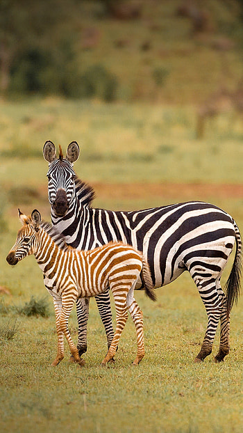 Serengeti National Park, Zebra migration, Grumeti green grass, Wildlife graphy HD phone wallpaper