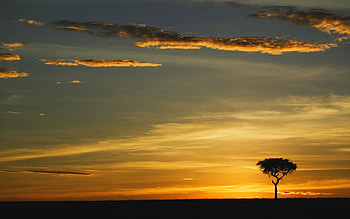 Nature, Clouds, Horizon, Wood, Tree, Outlines, Evening, Lonely HD wallpaper