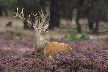 BIG BUCK, animal, brown, deer, buck, wild HD wallpaper