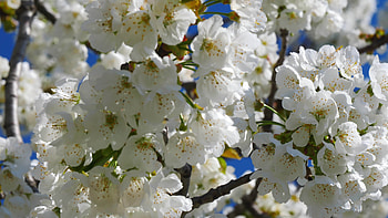 Apple tree flowers blossoming, Close-up view, Stock video, Nature's wonders HD wallpaper