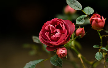 Plants, Flowers, Roses HD wallpaper