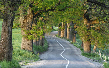 Oak Avenue in Latvia, Latvia, alley, road, oaks, avenue HD wallpaper