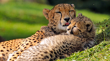cheetah cub, Cute and curious, Striking background, Feline innocence HD wallpaper