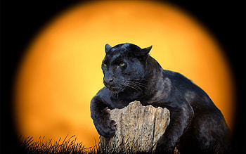 Jaguar panther blend, High definition backgrounds, Graceful big cat, marvel HD wallpaper