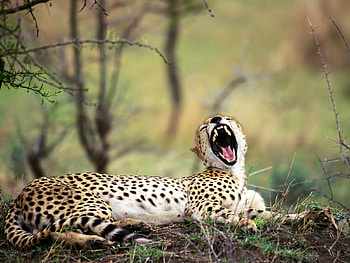 Roaring Cheetah, cheetah, roaring, wild, animals HD wallpaper