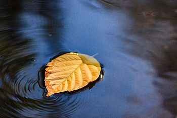 Water, Macro, Close-Up, Leaflet, Puddle HD wallpaper