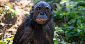 Bonobo, Unga's story at Columbus Zoo, Featured in 'Come From Away', Bonobo legacy at the theater HD wallpaper