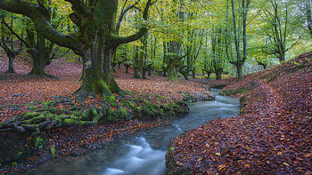 River Water Stream Algae Covered Tree Trunk Dry Leaves Forest Background Nature HD wallpaper