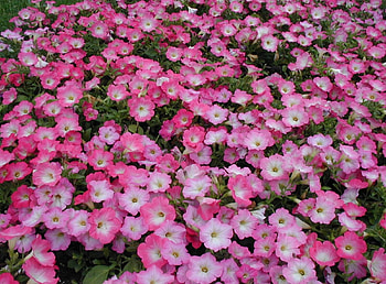 Flowers, Flower Bed, Flowerbed, Lots Of, Multitude, Petunia HD wallpaper