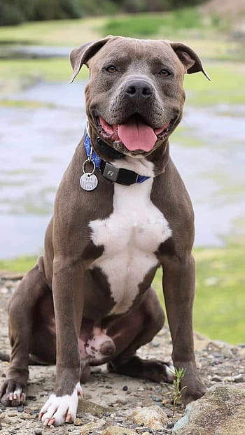 Pitbull Dog, Royal Dog HD phone wallpaper