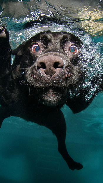 Adult Black Labrador, Underwater beauty, , Captivating breed HD phone wallpaper