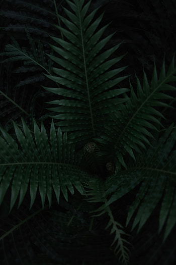 Leaves, Plant, Macro, Dark, Fern HD phone wallpaper