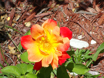Tequilla Sunrise Rose, rose, tequilla, sunrise, florida HD wallpaper