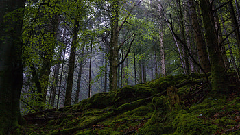 Algae Covered Rocks Tree Roots Green Trees Forest Background Nature Scenery Nature HD wallpaper