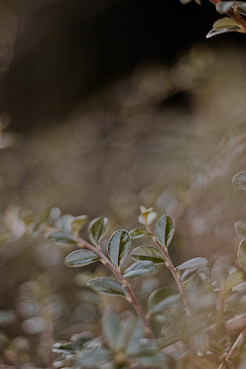 Leaves, Plant, Macro, Blur, Smooth, Veins HD phone wallpaper
