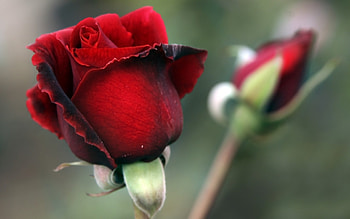 Plants, Flowers, Roses HD wallpaper