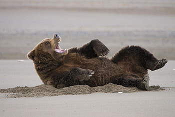 Happy bear, winter, animal, , animal Black, teddy bear, bear, snow, fish, Brown bear, polar bear bear cub, art, ted bear, food, , ted, fantasy, love, grizzly HD wallpaper