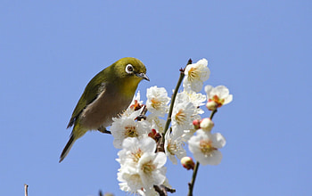 Spring, blue, branch, white, bird, flower, cherry blossom, sky HD wallpaper
