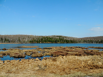 Lake Grass, graphy, Forest, Grass, Lake, Nature, Spring, Sky HD wallpaper