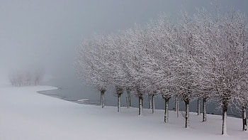 Nature, Winter, Trees, Lake, Shore, Bank, Frost, Hoarfrost, Gray Hair, Garden HD wallpaper