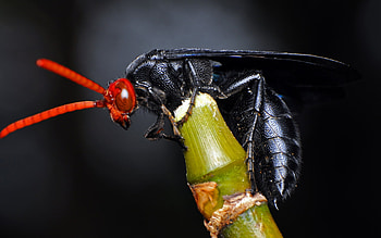Austroscolia, Insects HD wallpaper