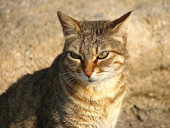 Animals, Cat, Muzzle, Striped, Color HD wallpaper