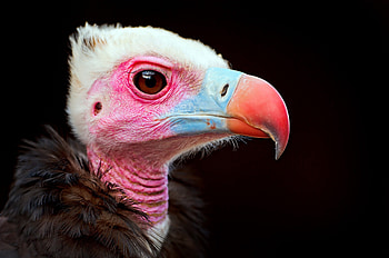 colorful bird, blue, animal, pink, white, bird, graphy, beautiful, unique HD wallpaper