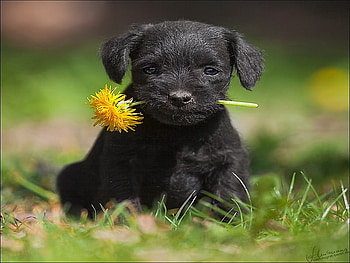 For my Master, dandelion in mouth, puppy, grass, black HD wallpaper