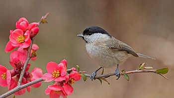 Black, White, Bird, Flowers, Stick, Tree, Branch, Blur, Background Birds HD wallpaper