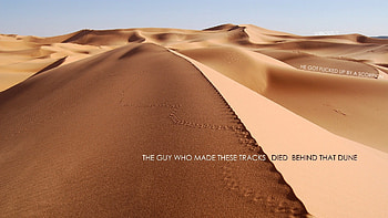 Desert Humor, Humor, nature, Funny, Desert HD wallpaper