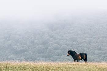 Animals, Field, Mane, Horse, Wind HD wallpaper