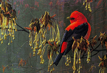 Red Finch, animal, leaves, bird, red, finch HD wallpaper