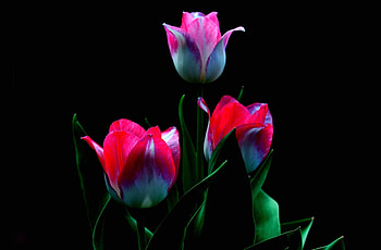 Lovely Flowers, nature, flowers, buds, petals HD wallpaper