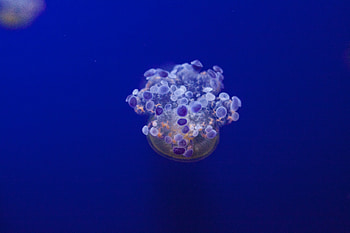 Animals, Jellyfish, Underwater World, Tentacles, Variety HD wallpaper