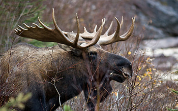 Graceful presence, Striking antlers, Computer , Nature's art HD wallpaper