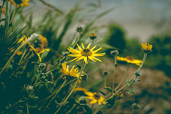 Flowers, Grass, Camomile, Flower, Plant, Chamomile HD wallpaper