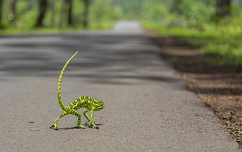 Dangerous, animal, green, chameleon, road, funny, reptile, lizard HD wallpaper