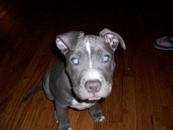 blue pit pup, kratos HD wallpaper