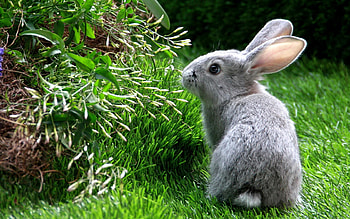 Domestic_rabbit_European_rabbit, animals, ears, nature, grass, rabbit HD wallpaper