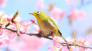White-Eye Japanese Green Bird Is Standing On Pink Blossom Tree Branch In Blur Background Birds HD wallpaper