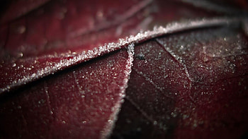 Preview leaf, brown, wet, dark HD wallpaper