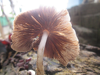 mushroom, al, sori, adenasihudin, an HD wallpaper