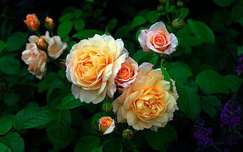 Roses, Bush, Flowers, Lush HD wallpaper