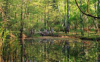 Nature, Trees, Leaves, Summer, Forest, Park, Surface, Bridge, Stone, Pond HD wallpaper