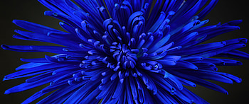 Dahlia, blue, beautiful, flower HD wallpaper