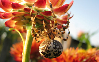 Flower, Macro, Crawl, Large, Big, Spider HD wallpaper