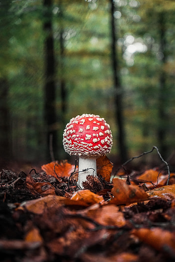 Leaves, Macro, Mushroom, Fly Agaric HD phone wallpaper