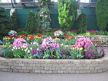 Tulips are spring-blooming 05, graphy, Tulips, yellow, green, trees, Flowers, Pink, Garden HD wallpaper