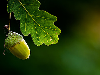 Acorn, green, autumn, ghinda, leaf, nature, macro HD wallpaper